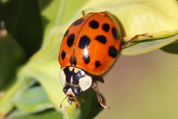 Focus Image of a Multi-Colored Asian Lady Beetles