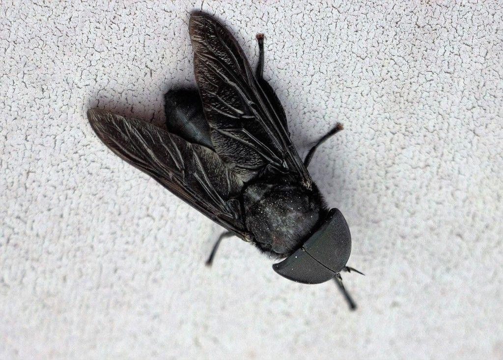 Black Fly Image