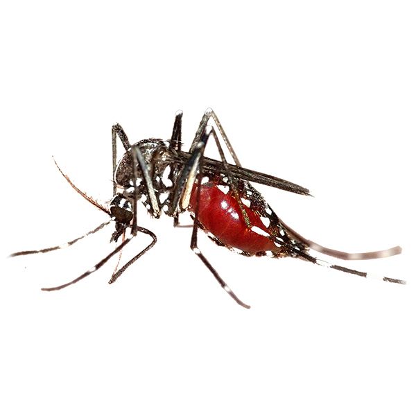 Image of a Mosquito
