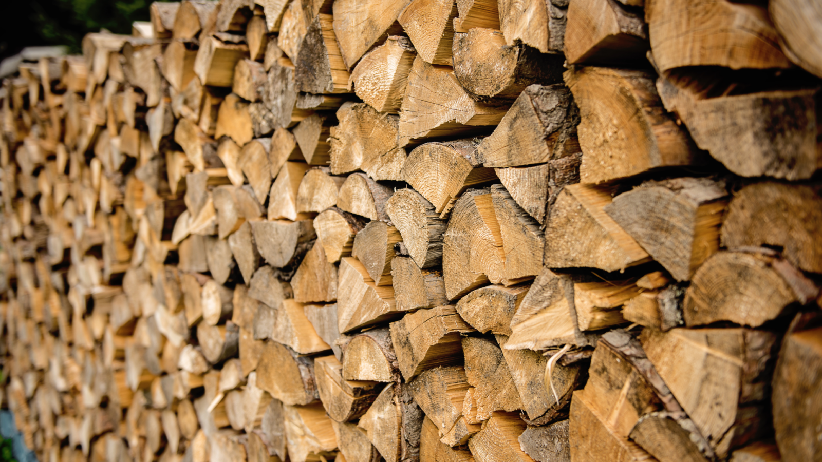 Australian Cockroach