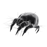 mites