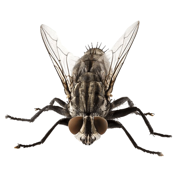 Black fly close-up showing biting mouthparts common in Minnesota summers