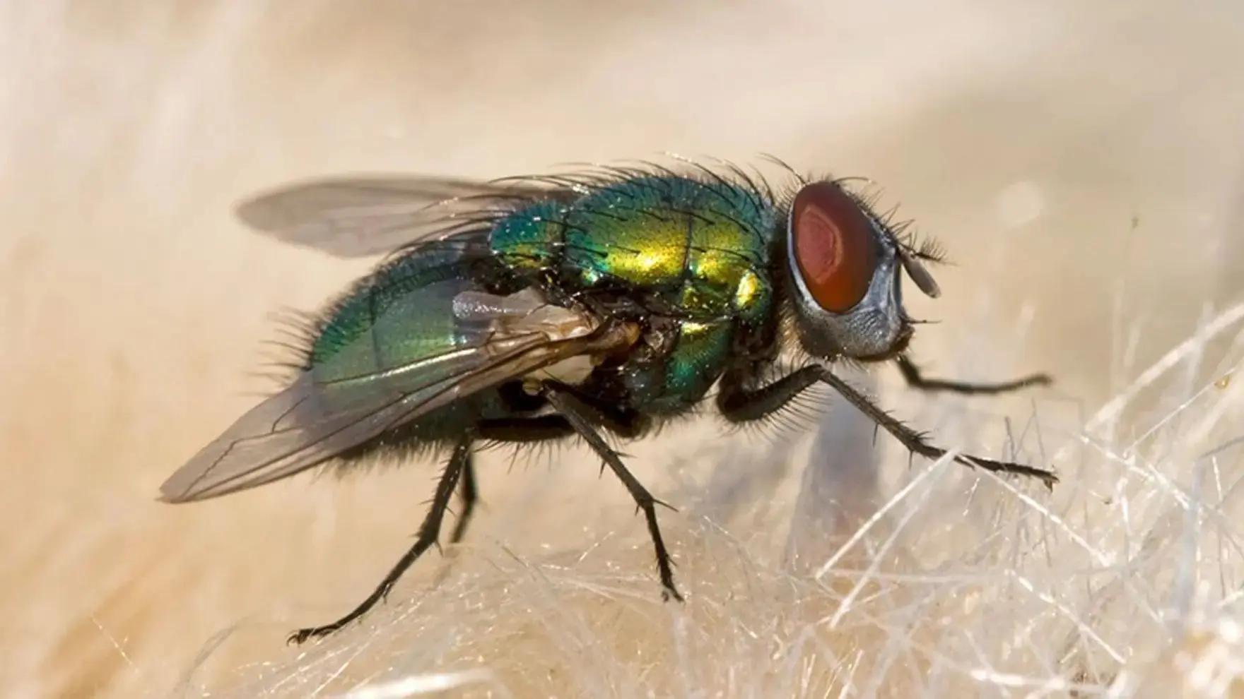 Close up image of a house fly