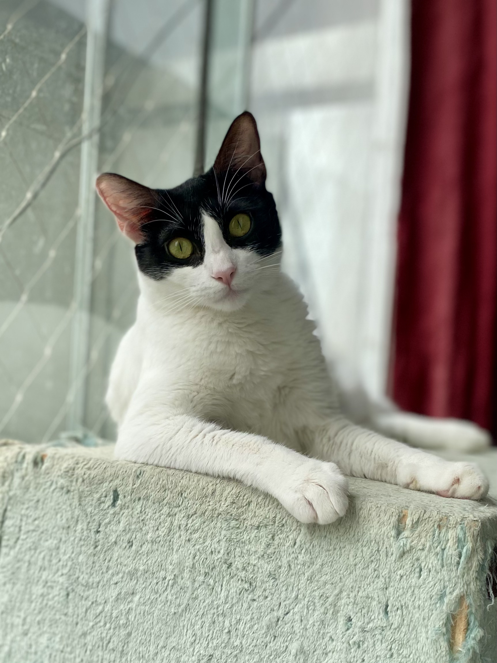 Foto de Pandi