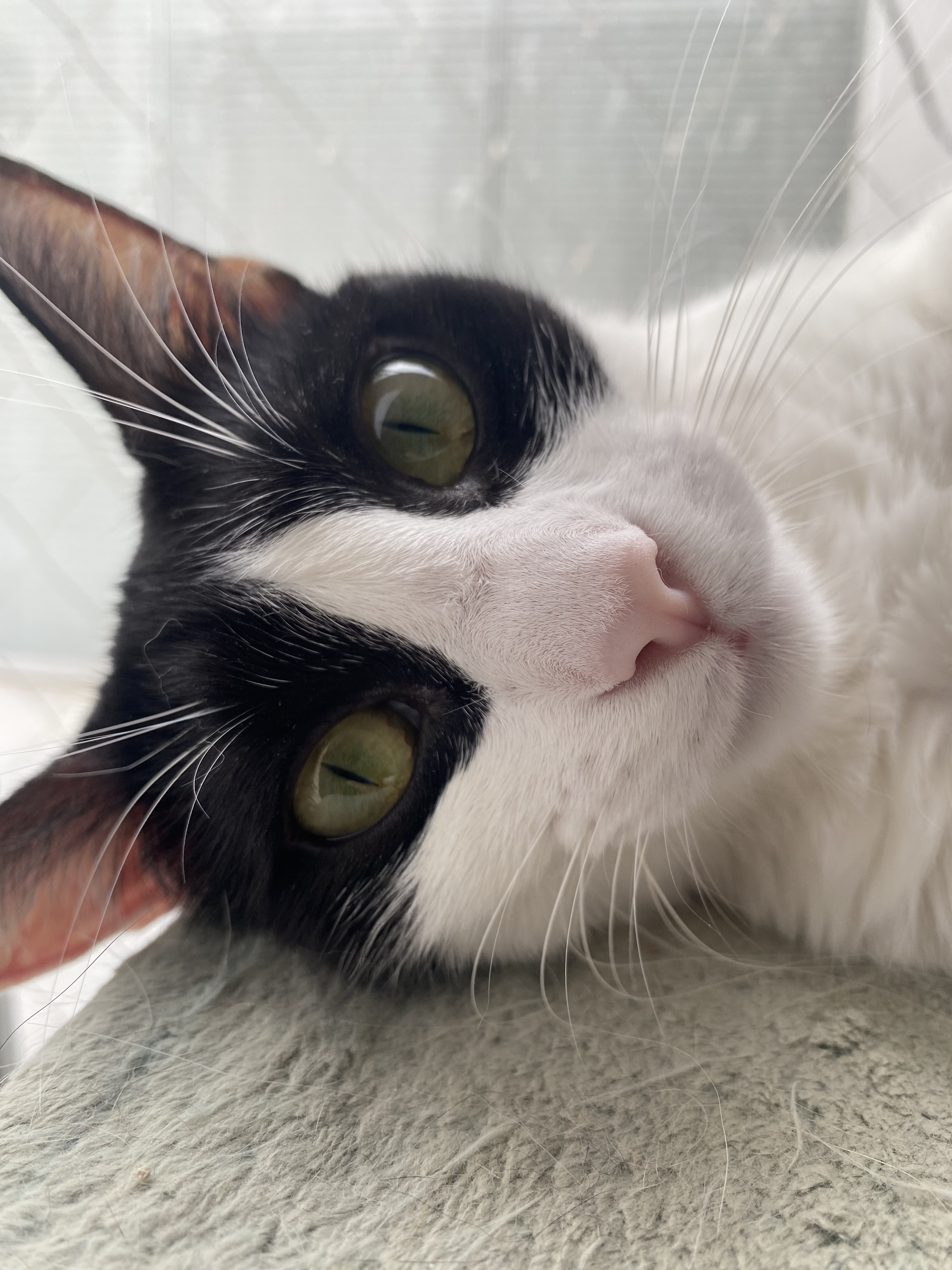 Foto 2 de Pandi