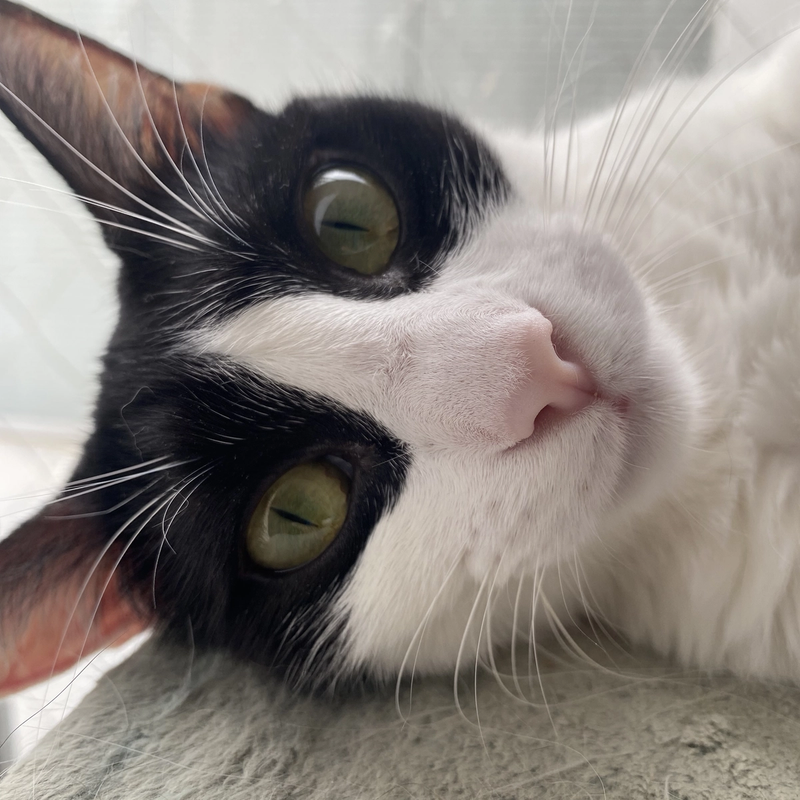 Foto 2 de Pandi