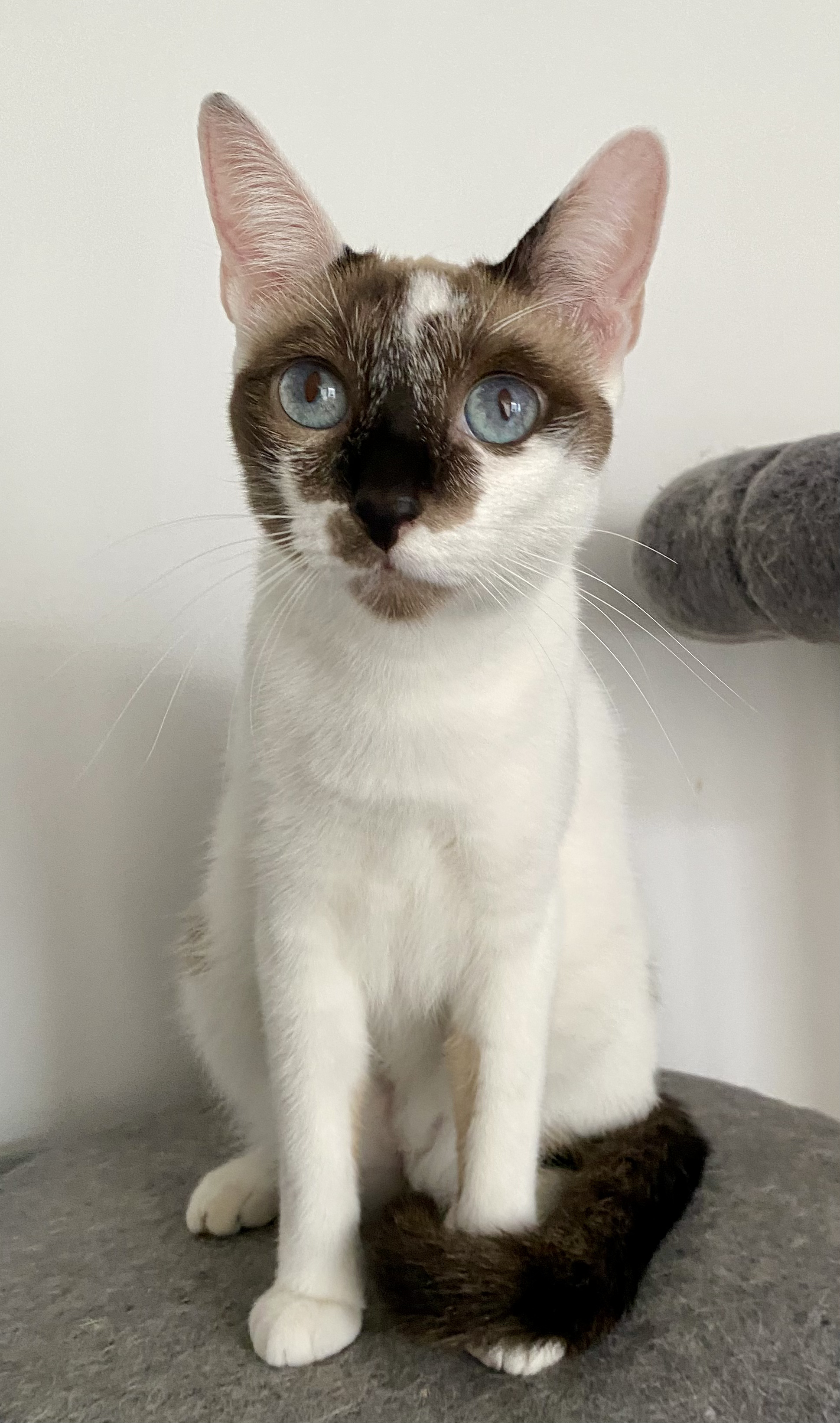 Foto de Fumu
