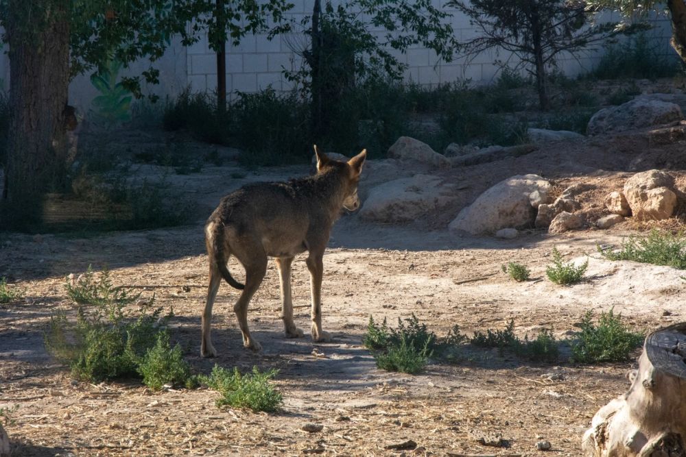 Zoo de Lillo 03-09-2022