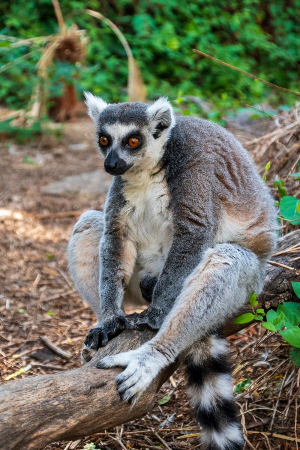 Faunia 03-08-2024