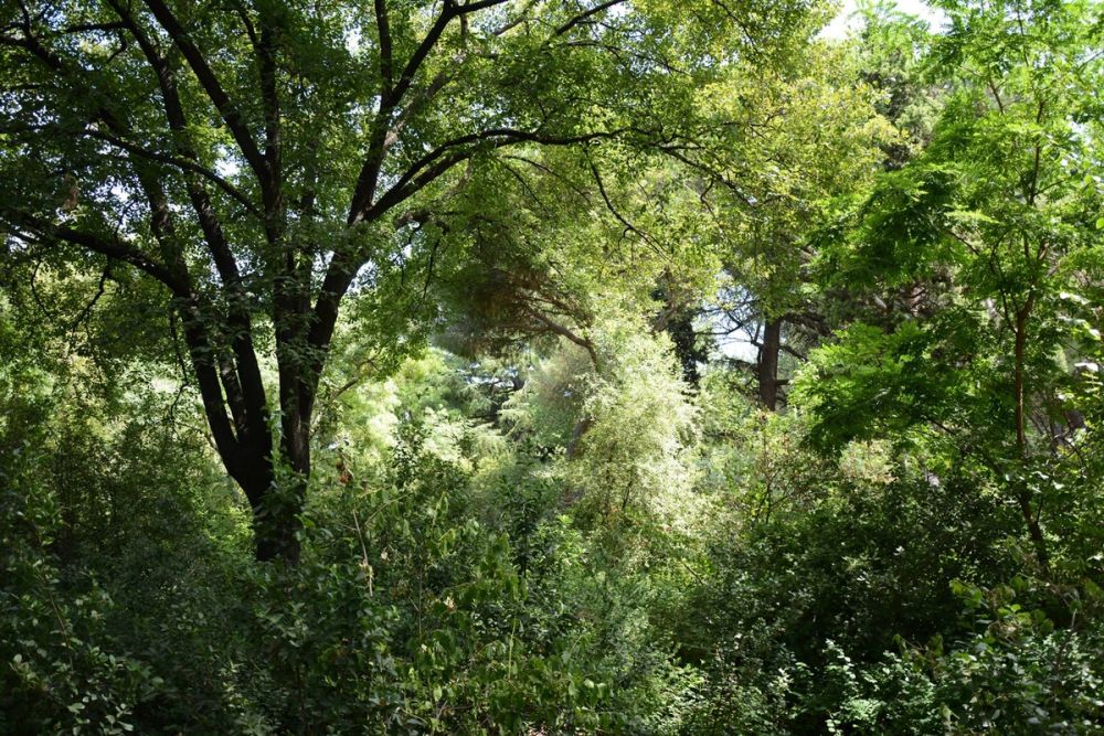 Parque de El capricho (Madrid) 2018