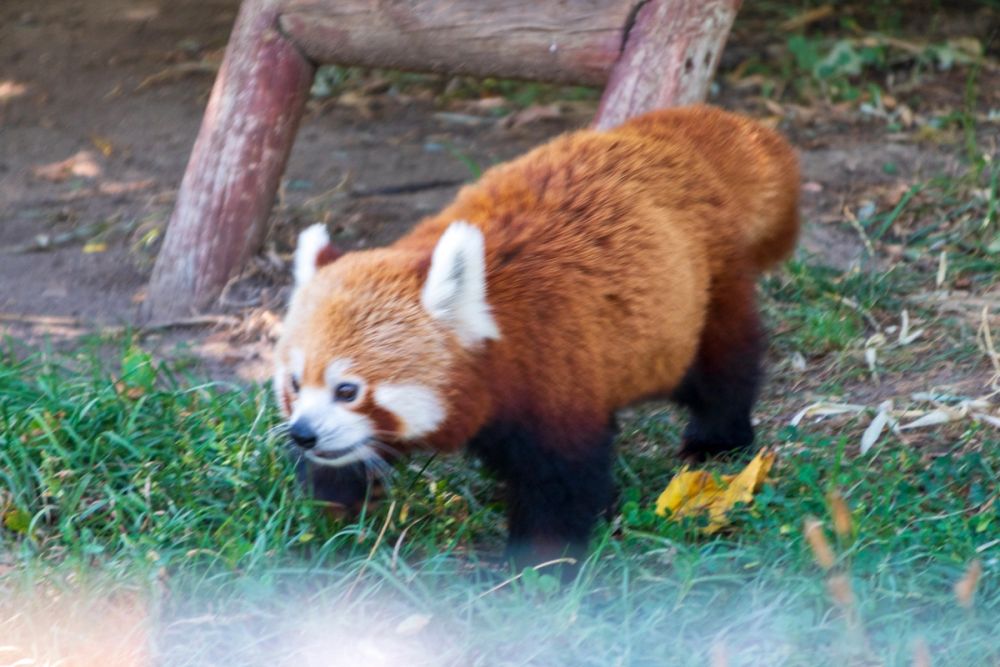 Zoo 17-08-2024