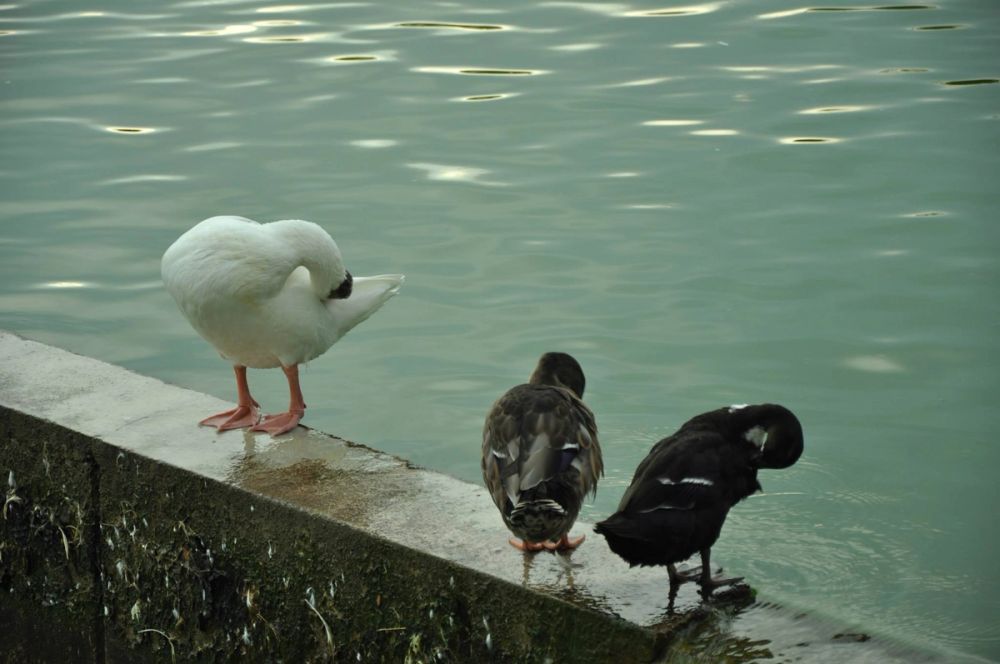 Ocas y patos en parque polvoranca (Leganes) 30-08-2014