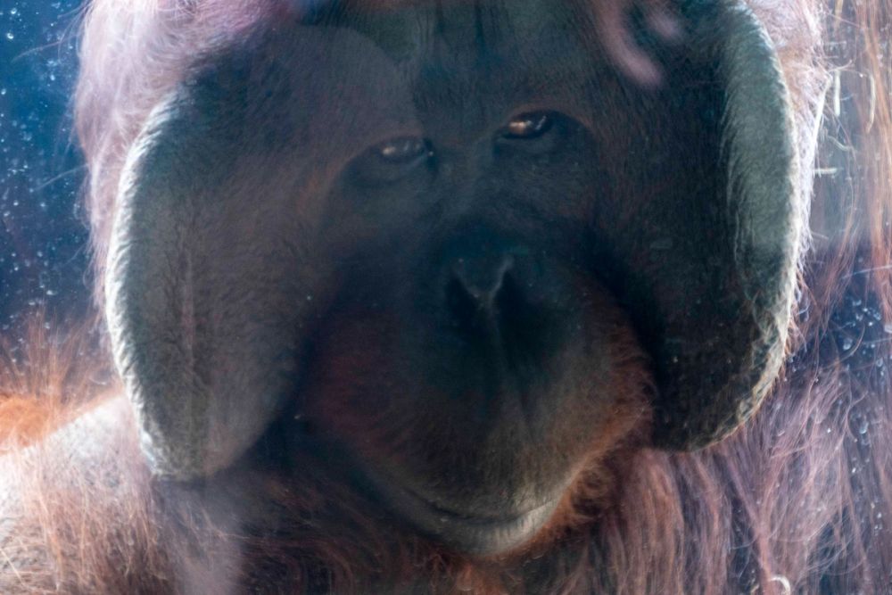 Zoo 29-07-2026