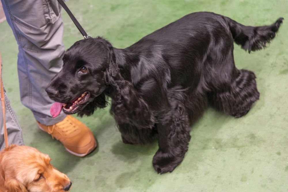 Perretes de la Exposicion canina (ciudad real) 01-06-2024