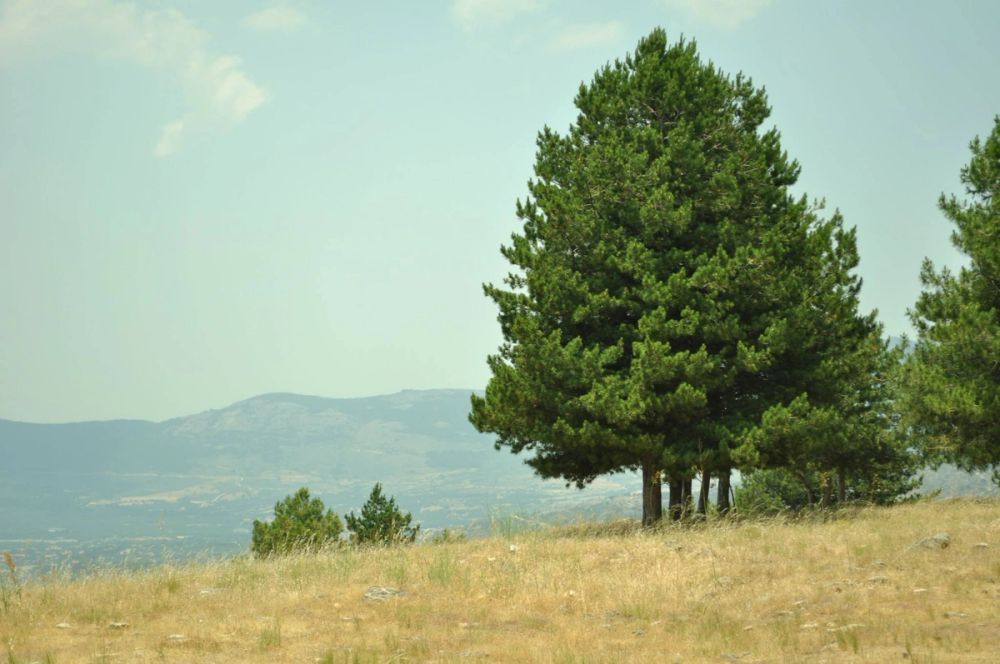Berrecil de la sierra 10-07-2013