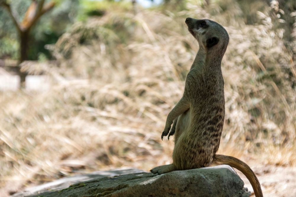 Faunia 04-08-2026