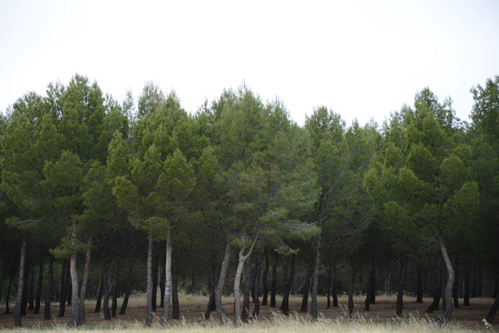 Naturaleza Parque polvoranca (Leganes) 10-06-2019