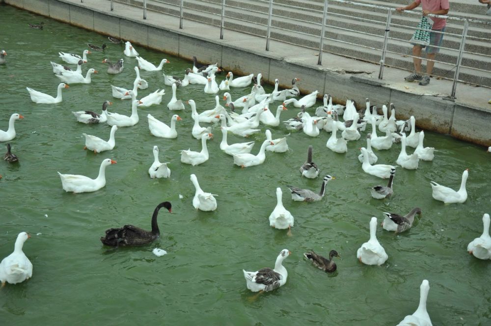 Ocas y patos en parque polvoranca (Leganes) 30-08-2014