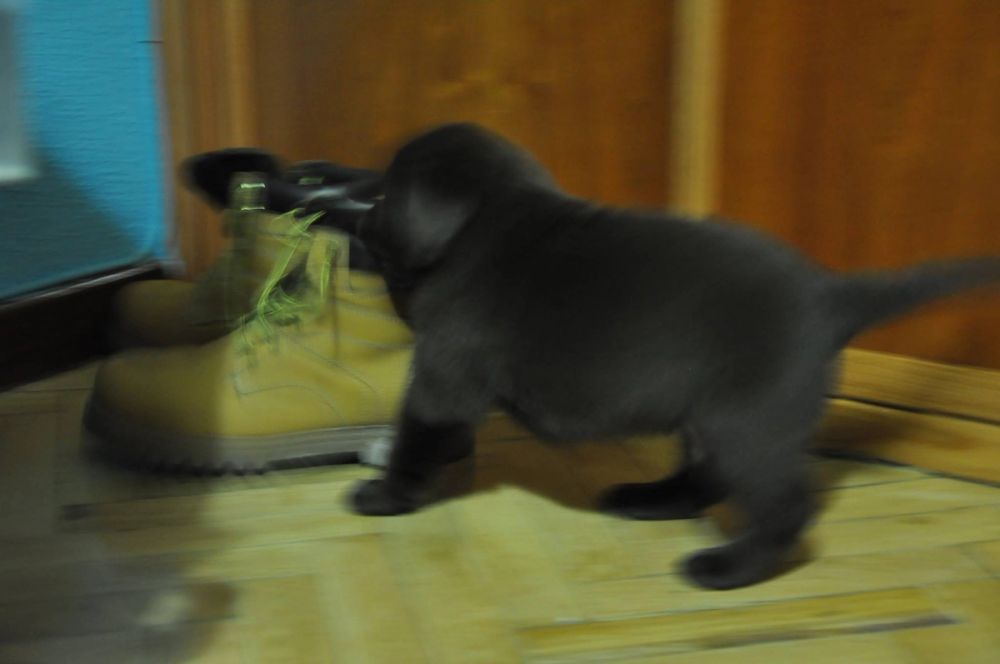 baby Conan
