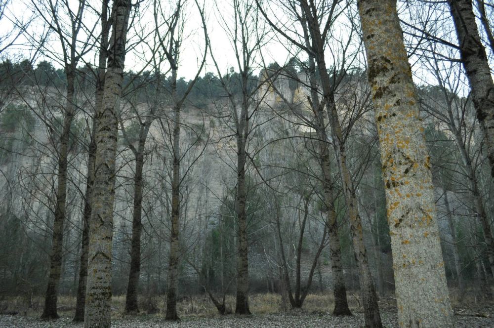 Rio lobos (Burgos/Soria) 2012