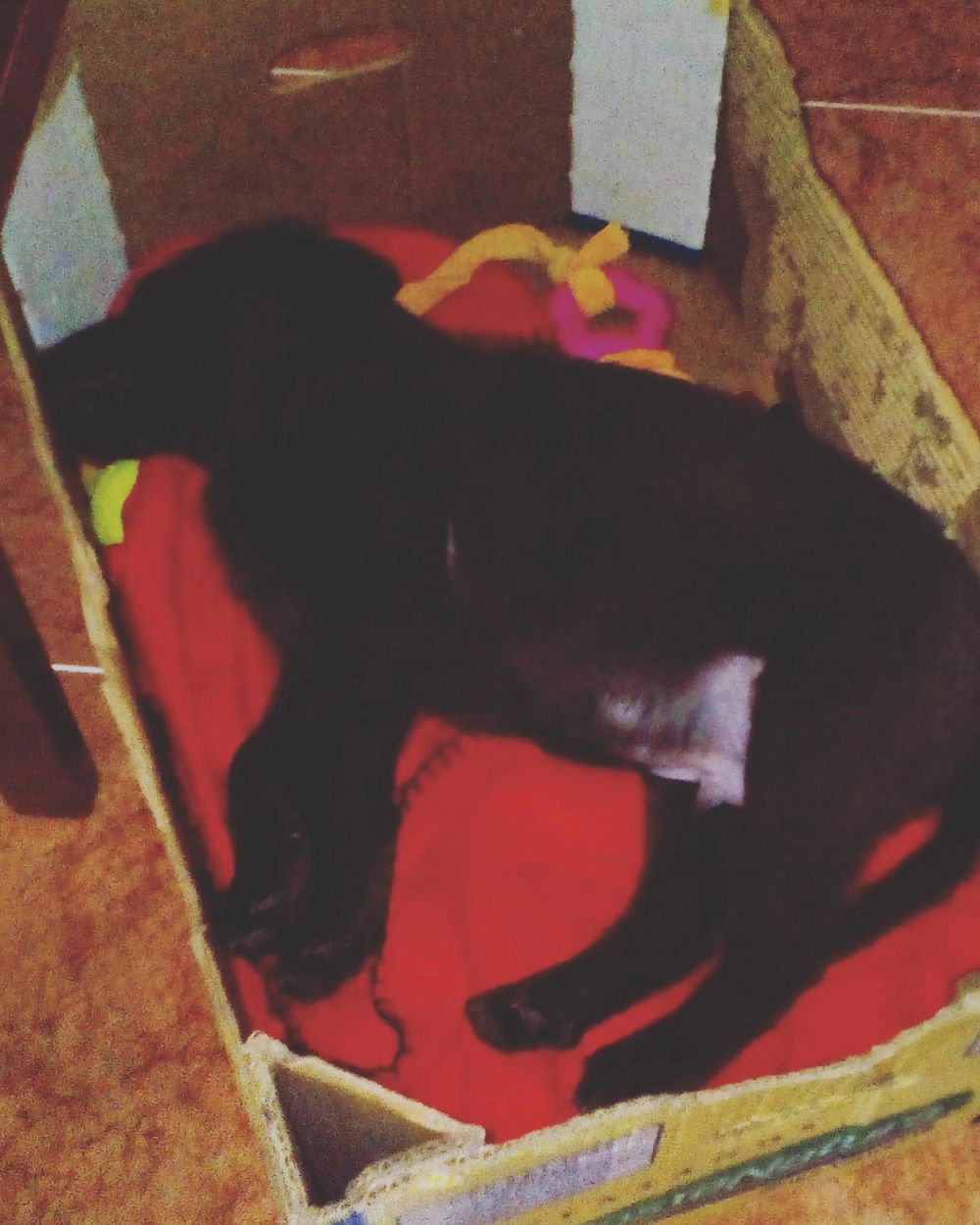 baby Conan