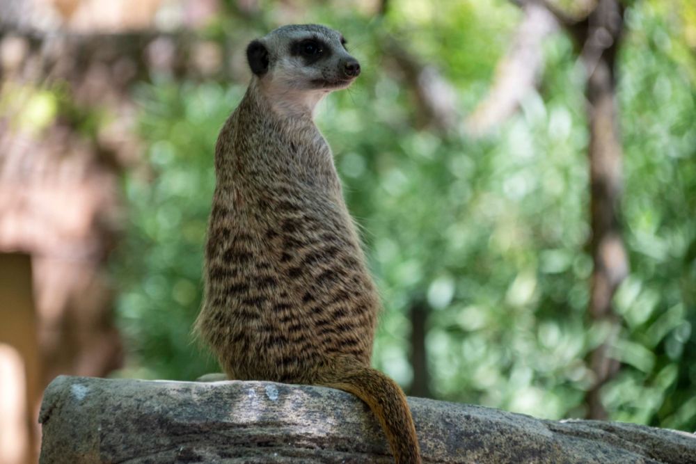 Faunia 04-08-2026