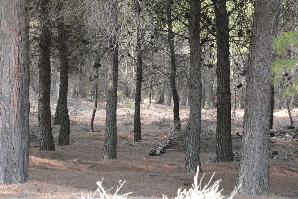 Lagunas de la guardia y Ermita del Santo Niño (La guardia) 2020
