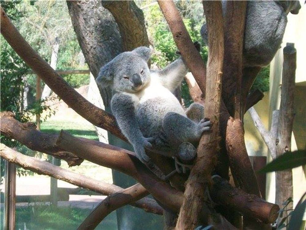 zoo 2010