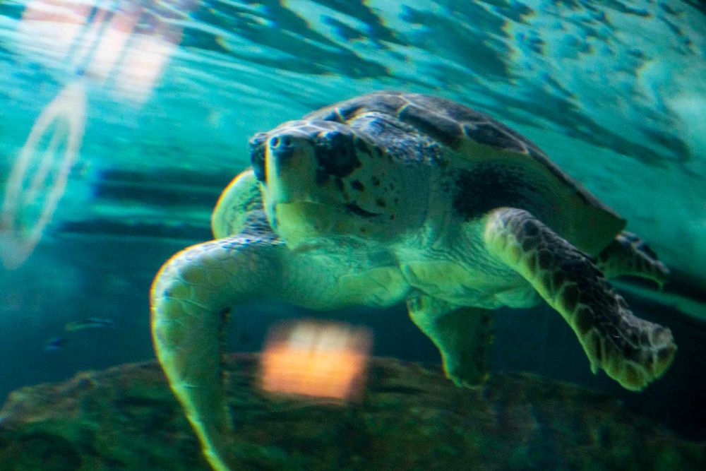 Zoo 29-07-2026