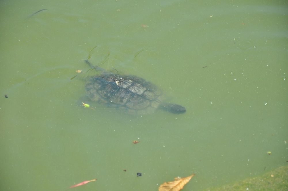Parque del Retiro (Madrid) 30-05-2015