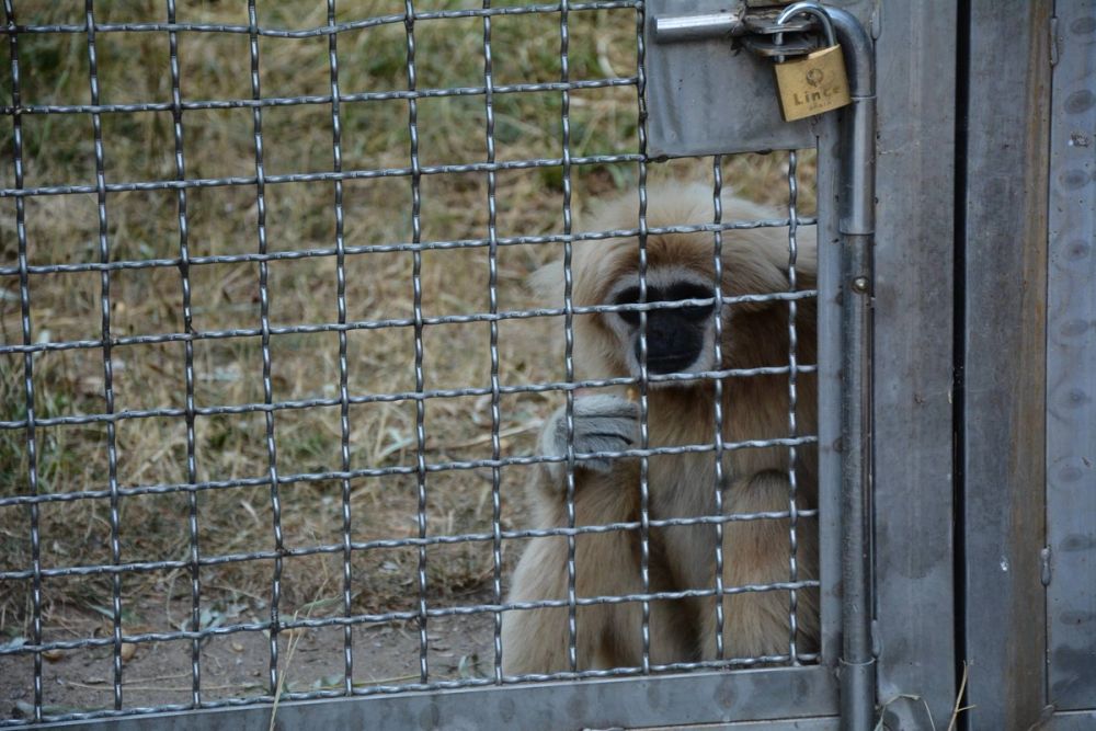zoo 07-07-2018