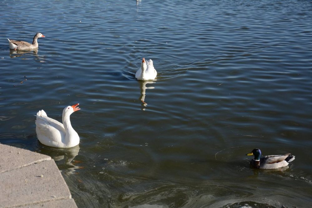 Ocas, patos y carpas en parque polvoranca (Leganes) 18-03-2017