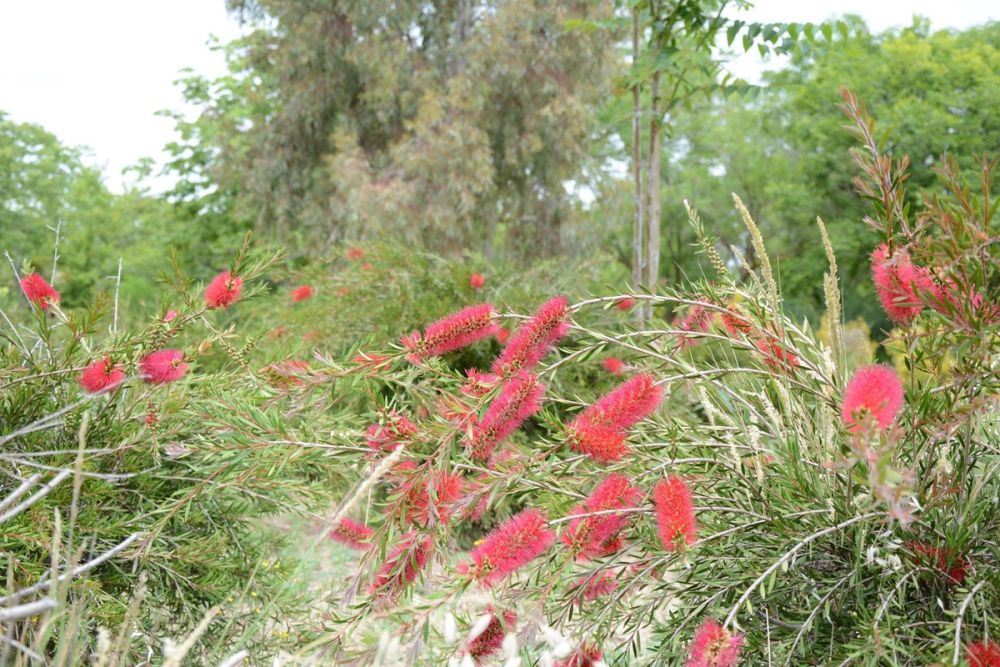 Naturaleza Parque polvoranca (Leganes) 10-06-2019