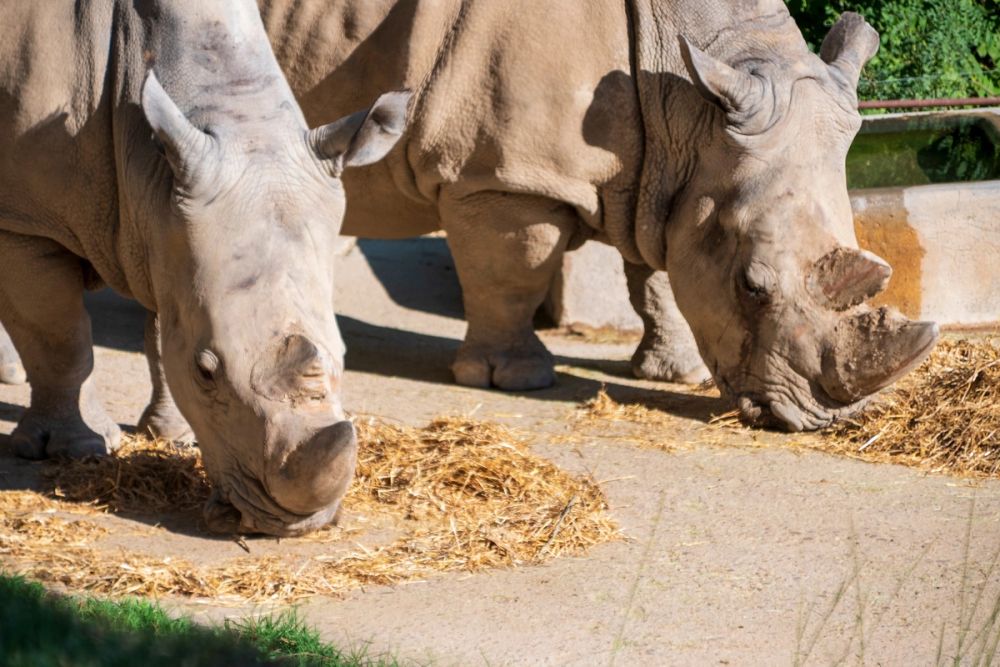 Zoo 17-08-2024