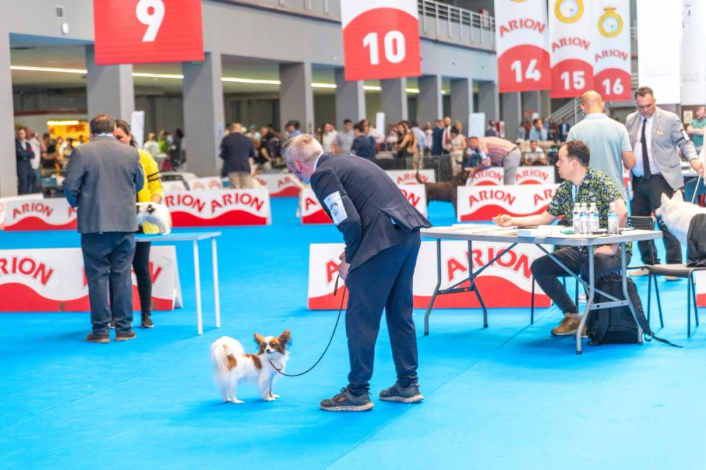 Exposicion canina (ciudad real) 01-06-2024
