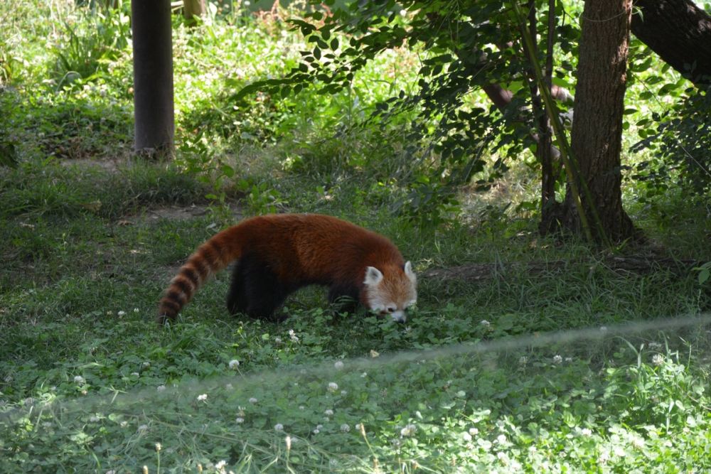 zoo 07-07-2018