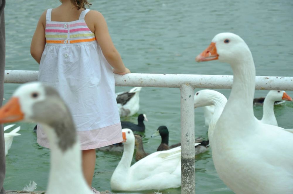 Ocas y patos en parque polvoranca (Leganes) 30-08-2014