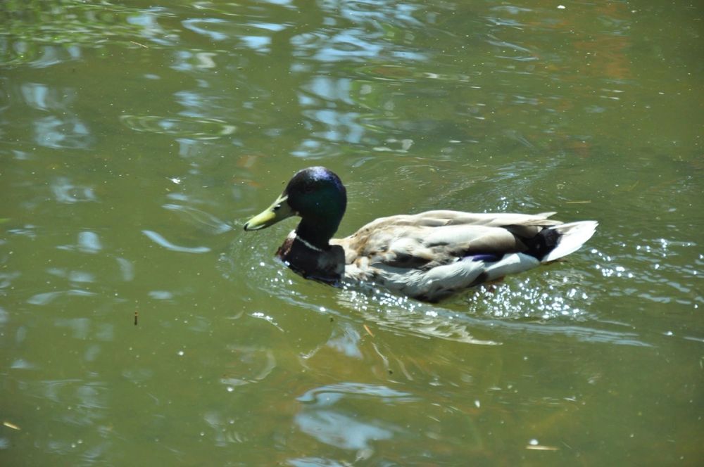 Parque del Retiro (Madrid) 30-05-2015