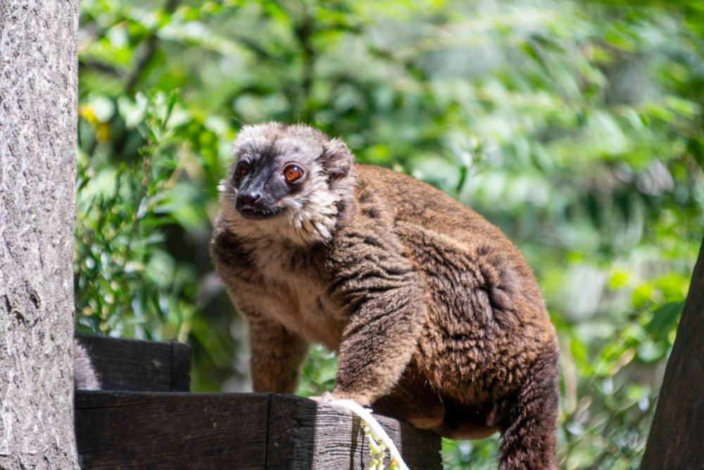 Faunia 04-08-2026