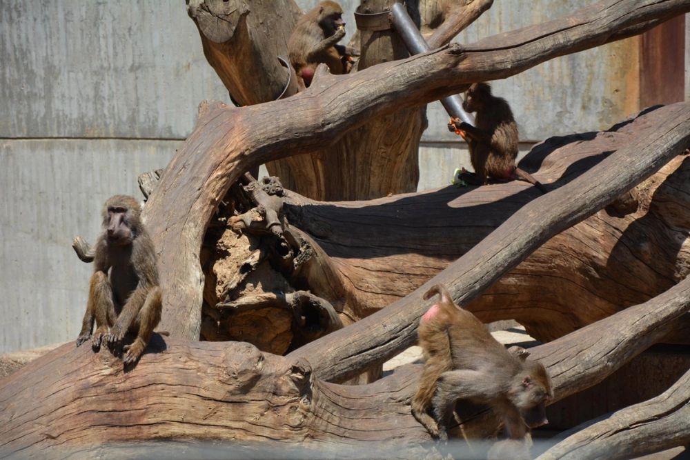 zoo 07-07-2018