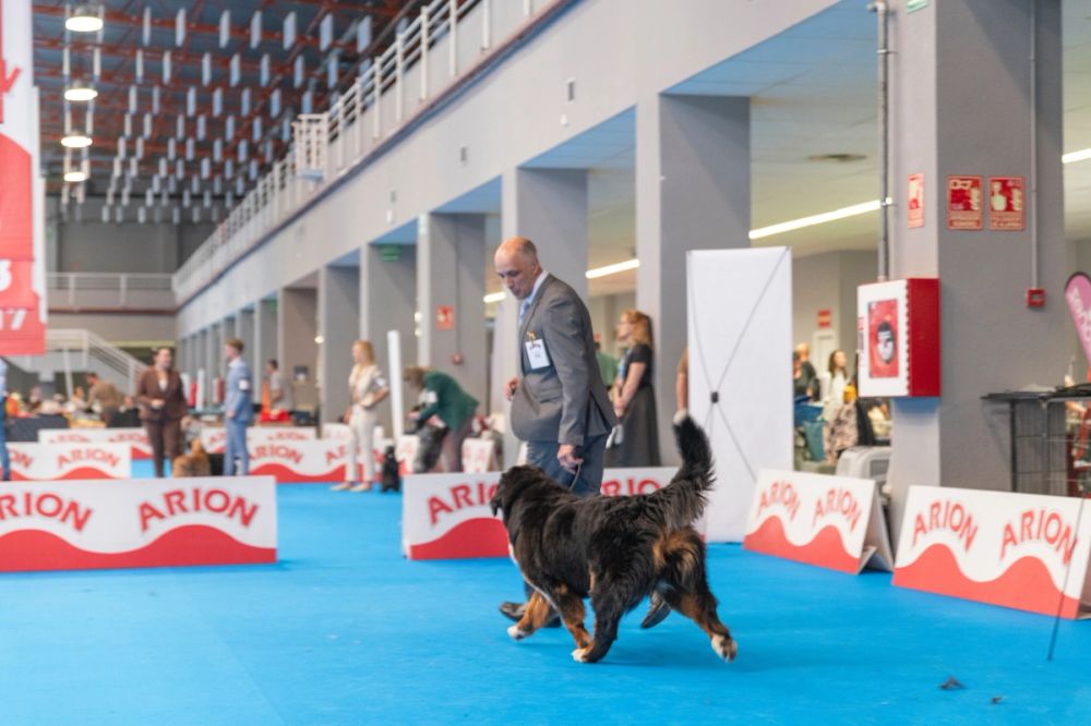 Exposicion canina (ciudad real) 01-06-2024