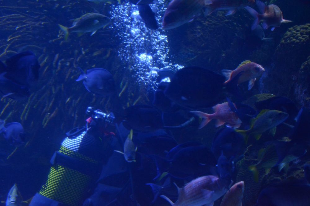 Oceanografic 2022