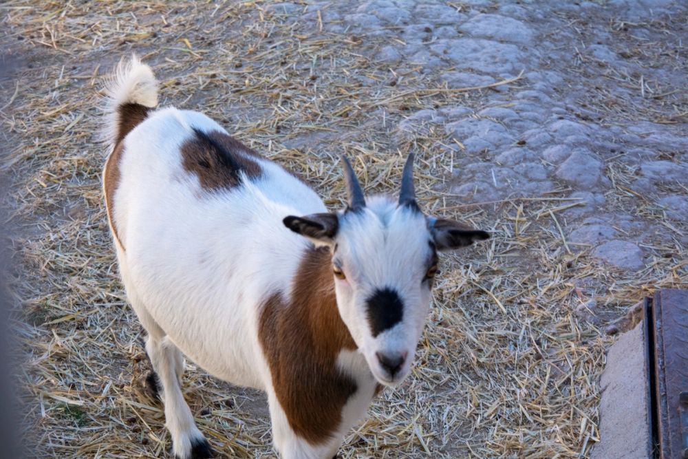 Zoo de Lillo 03-09-2022