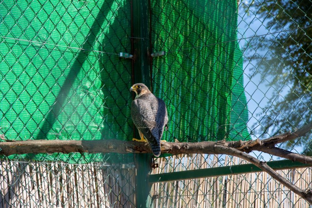 Zoo de Lillo 03-09-2022