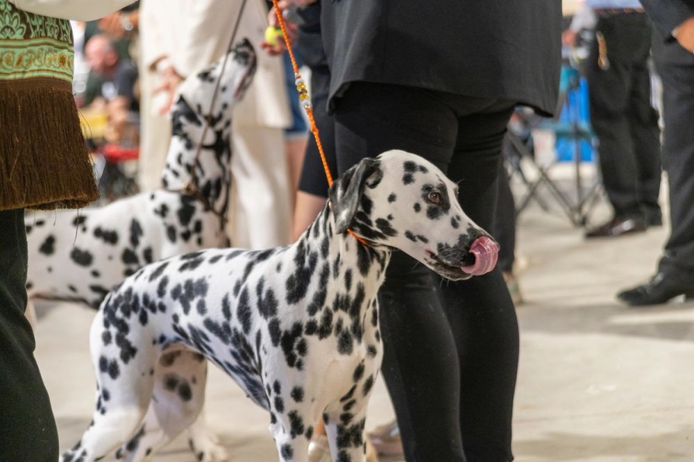 Perretes de la Exposicion canina (ciudad real) 02-06-2024
