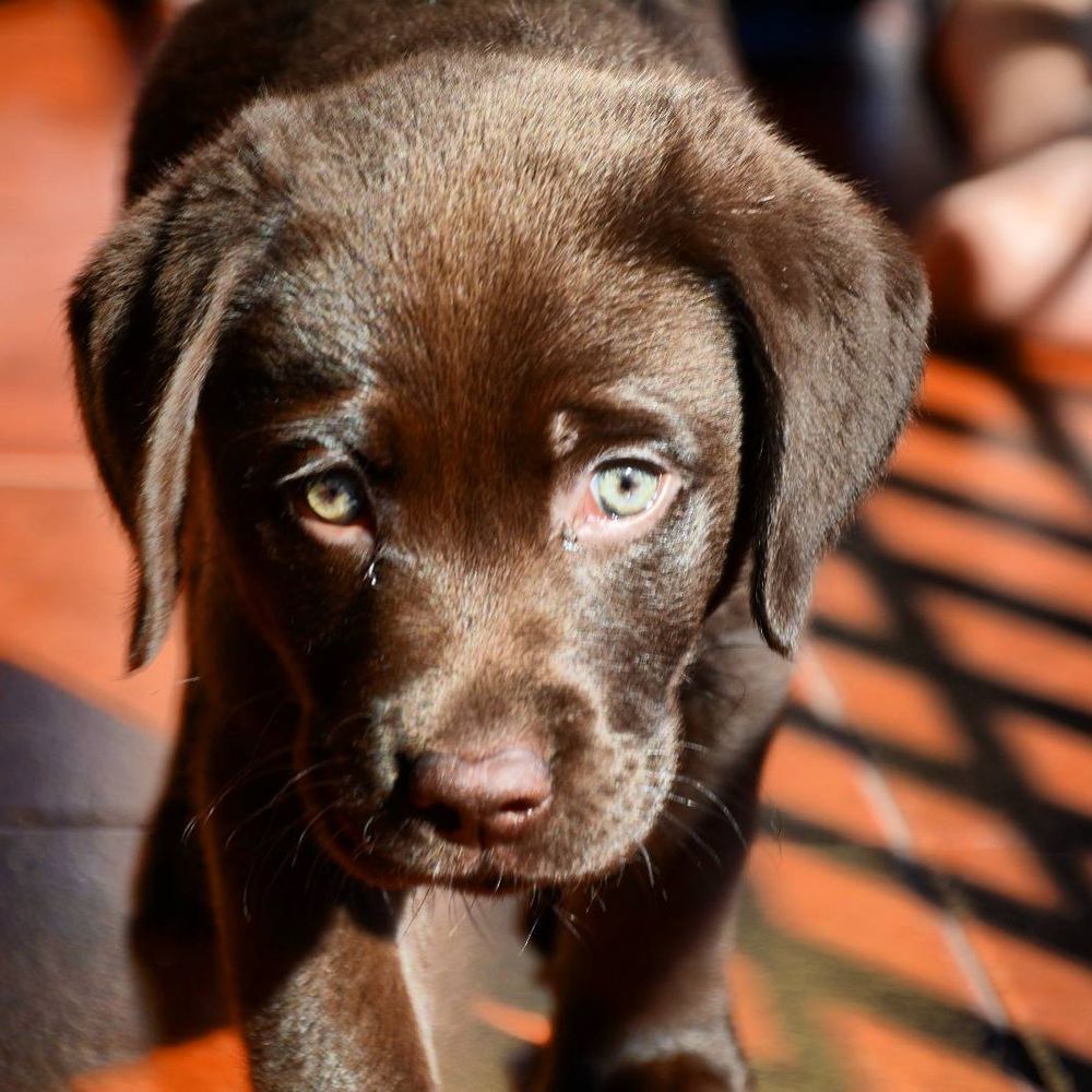 baby Conan