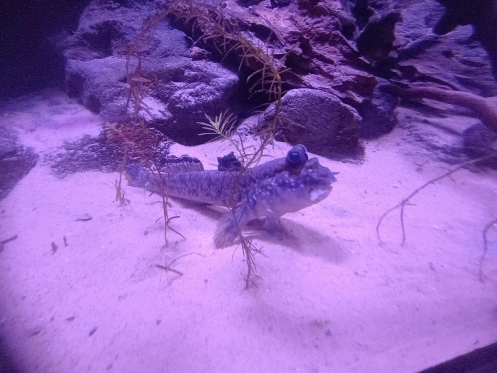 Atlantus aquarium Xanadu 05-08-2023