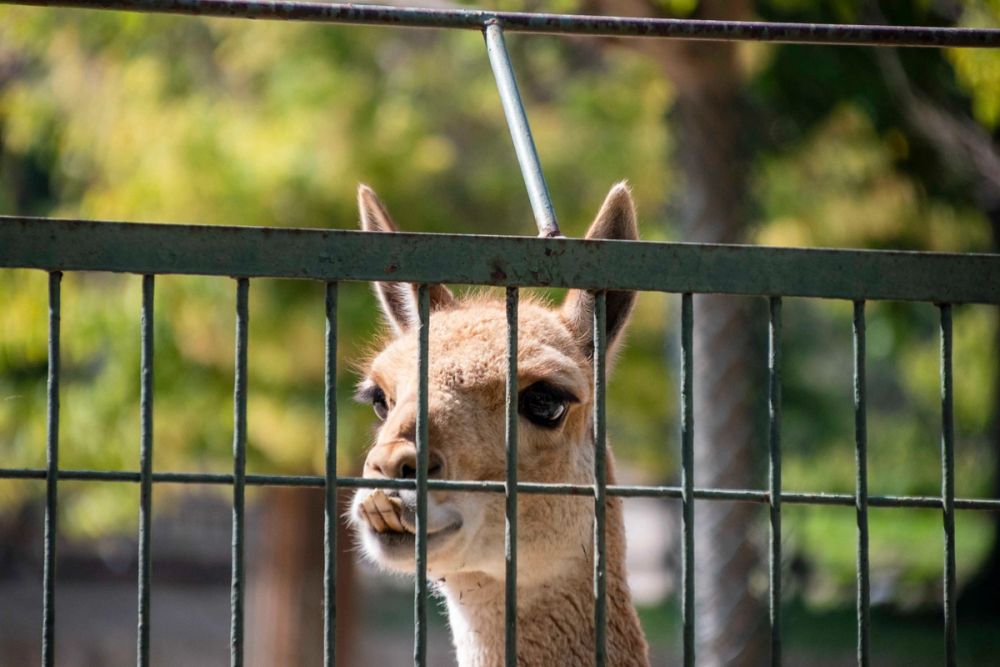 Zoo 29-07-2026
