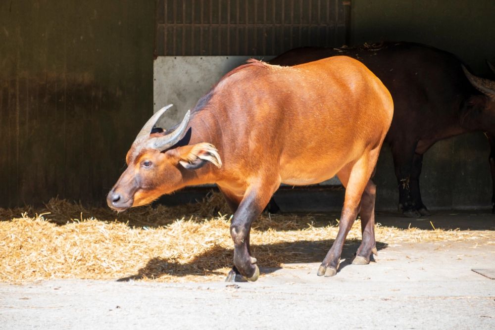 Zoo 17-08-2024