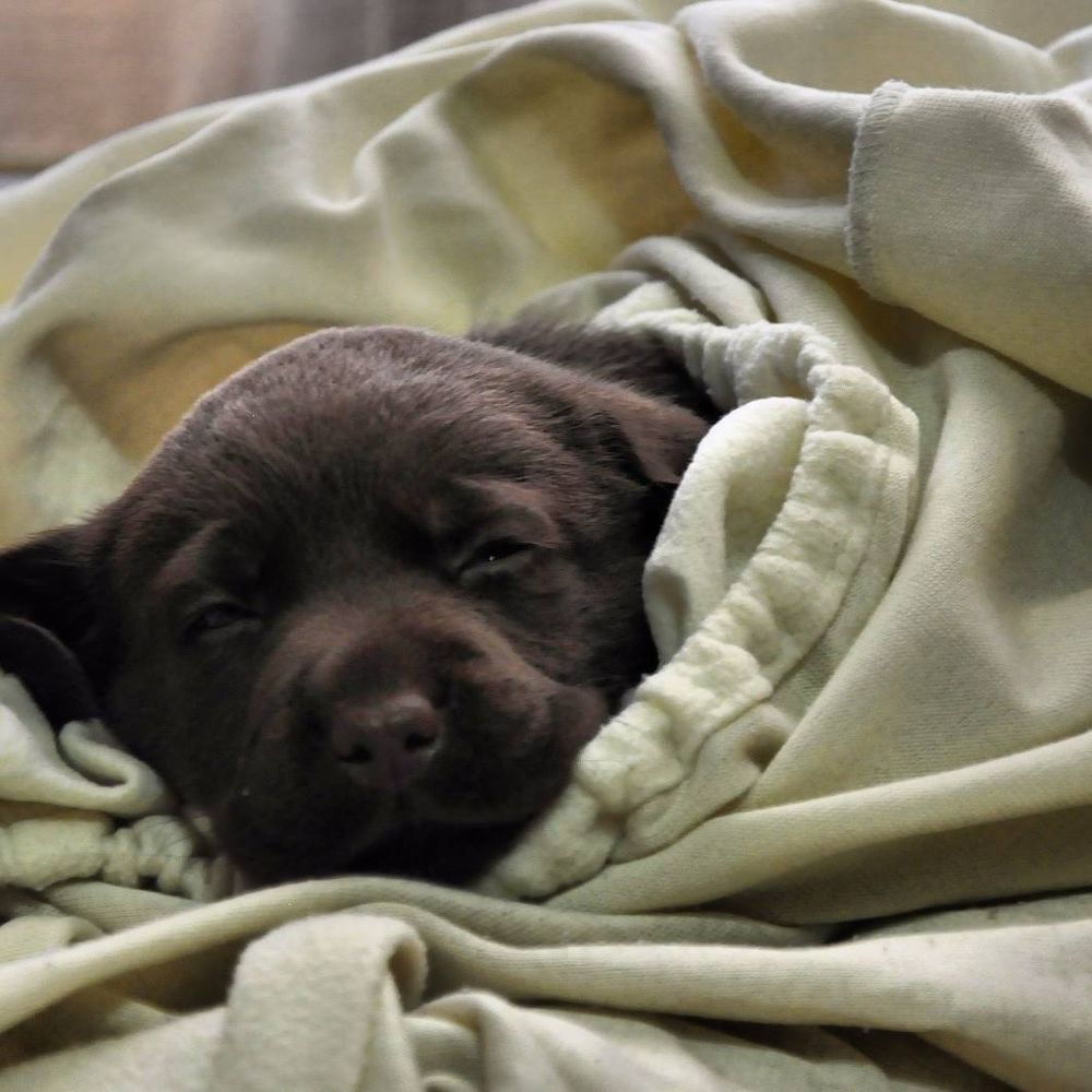 baby Conan
